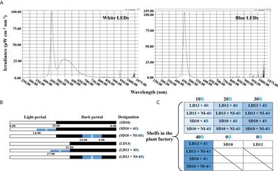 The flowering of SDP chrysanthemum in response to intensity of supplemental or night-interruptional blue light is modulated by both photosynthetic carbon assimilation and photoreceptor-mediated regulation